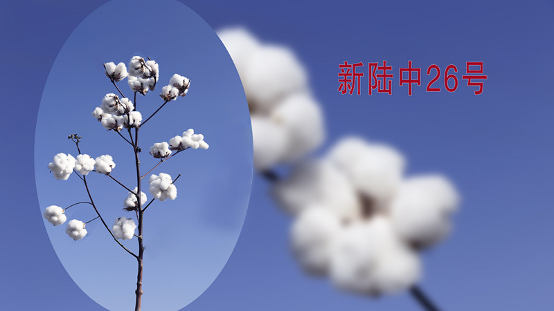 新陸中26號