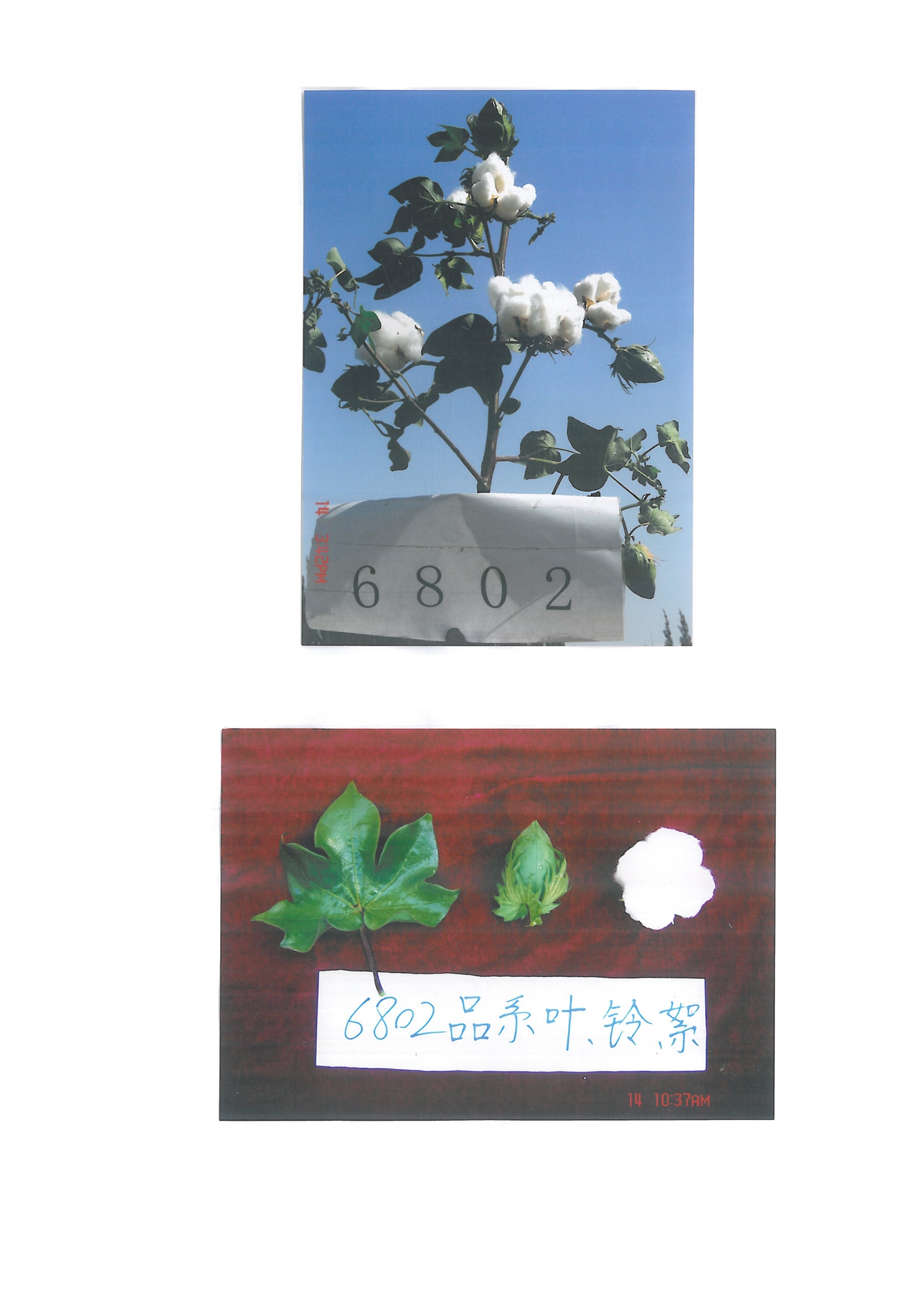 新陸中33號